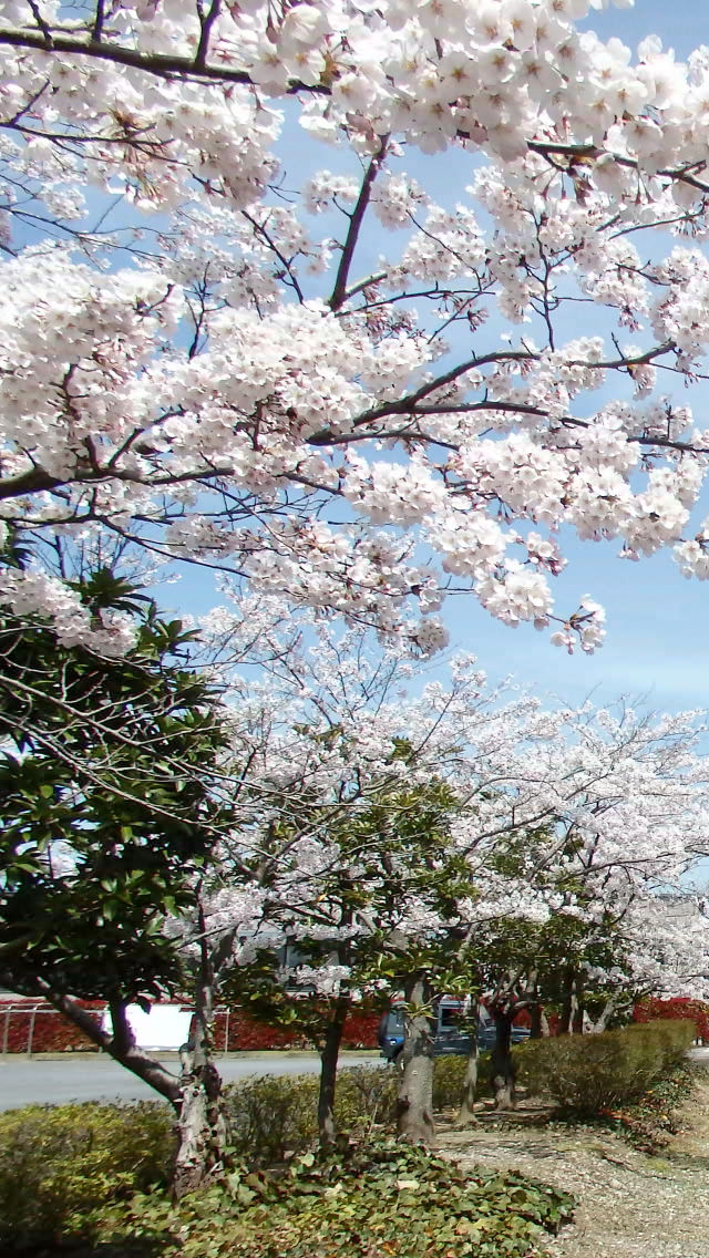 四倉病院外観桜